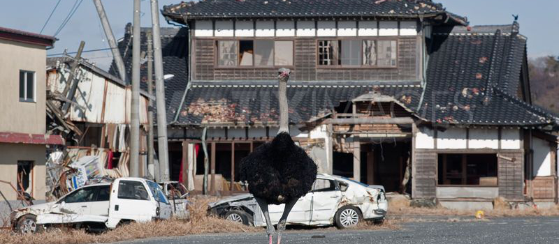 An ostrich roaming in front of the empty of JR Tomioka station, Tomioka, Fukushima prefecture has been washed away by the tsunami, March 11, 2011.